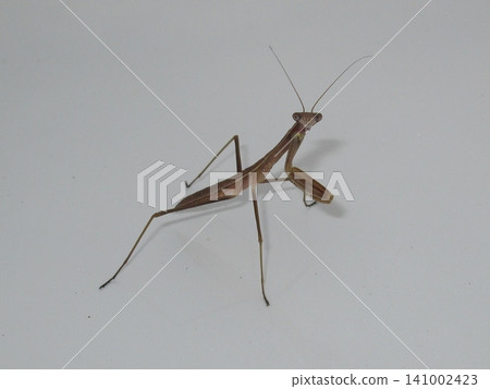 White praying mantis White praying mantis 141002423