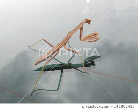 White praying mantis 141002425