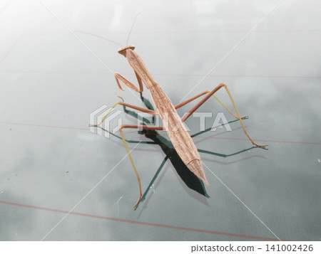 White praying mantis White praying mantis 141002426