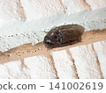 Click beetles in the cracks of the wall 141002619