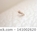 Lace bug - side view 141002620