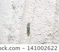 Green glossy weevil - from the side and below 141002622