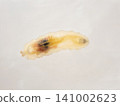 Transparent caterpillar - from above (clear outline) 141002623