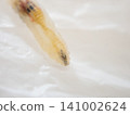 Transparent caterpillar - Close-up of the one with fewer internal organs 141002624