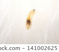 Transparent caterpillar - from the upper front (mainly the side with more internal organs) 141002625