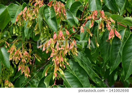 臭椿(Simanoraceae 科):落葉喬木的帶翅果實。 臭椿(Simanoraceae 科):落葉喬木的帶翅果實。 141002698