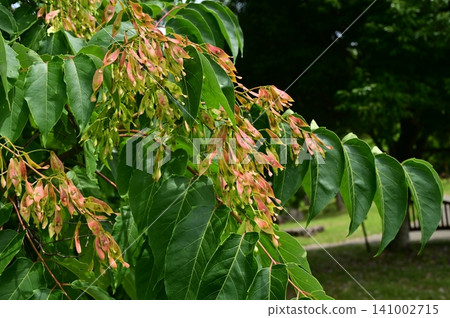 臭椿（Simanoraceae 科）：落葉喬木的帶翅果實。 141002715