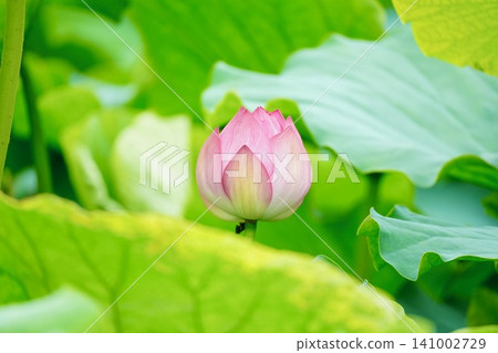 Pink lotus flowers blooming in Shinobazu Pond and their beautiful leaf veins Pink lotus flowers blooming in Shinobazu Pond and their beautiful leaf veins 141002729