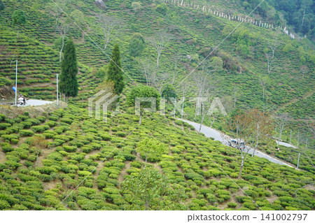 Scenic view of lush green tea plantation hillside with a winding road at Darjeeling Tinchuley 141002797