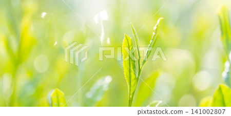 Tea leaves Tea leaves 141002807