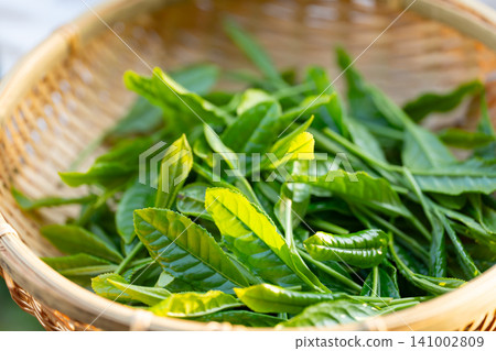 手工採摘茶葉 手工採摘茶葉 141002809