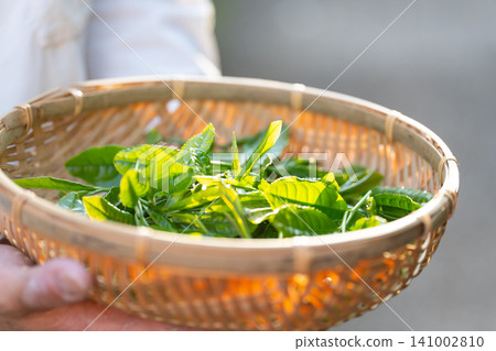手工採摘茶葉 手工採摘茶葉 141002810