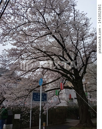 櫻花的風景 櫻花的風景 141002861