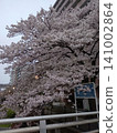 Scenery with cherry blossoms 141002864