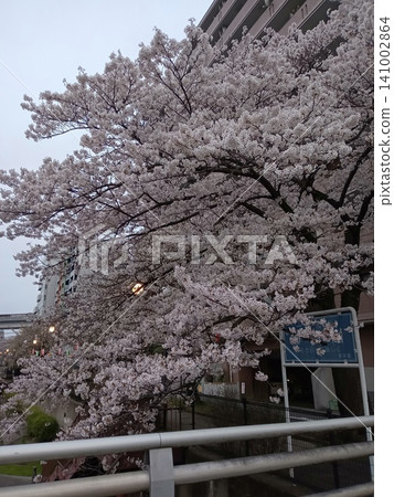 Scenery with cherry blossoms Scenery with cherry blossoms 141002864