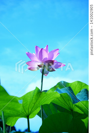 Pink lotus flowers blooming in the blue sky 141002905