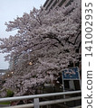 Cherry trees on the river 141002935