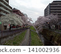 Cherry trees on the river 141002936