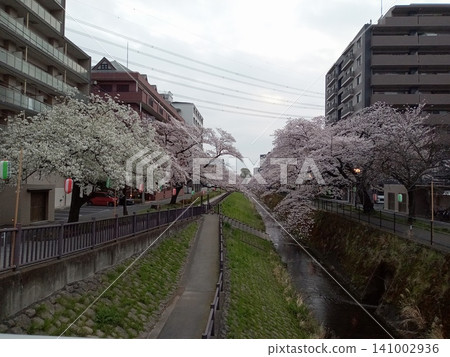 Cherry trees on the river Cherry trees on the river 141002936
