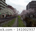 Cherry trees on the river 141002937