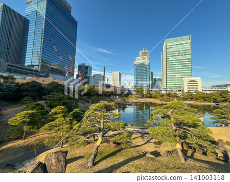 A beautiful Japanese garden with a pond and pine trees reflecting the blue sky and skyscrapers. 141003118