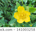 黃花 141003258