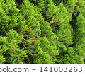 綠葉植物 141003263