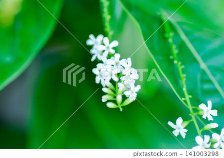 Citharexylum spinosum L, Florida fiddlewood or Spiny fiddlewood or VERBENACEAE or white flower Citharexylum spinosum L, Florida fiddlewood or Spiny fiddlewood or VERBENACEAE or white flower 141003298