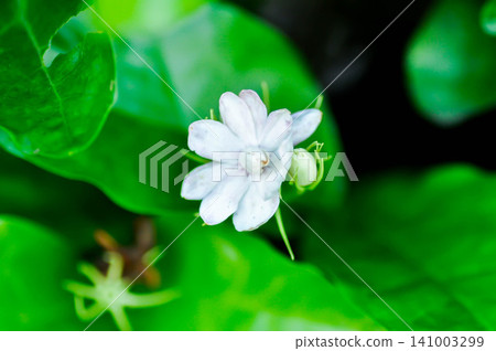 Arabian Jasmine or jasmine, Jasminum Sambac Arabian jasmine or Jasminum sambac L Aiton or Jusmine or Kampopot or OLEACEAE or white flower Arabian Jasmine or jasmine, Jasminum Sambac Arabian jasmine or Jasminum sambac L Aiton or Jusmine or Kampopot or OLEACEAE or white flower 141003299