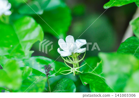 Arabian Jasmine or jasmine, Jasminum Sambac Arabian jasmine or Jasminum sambac L Aiton or Jusmine or Kampopot or OLEACEAE or white flower Arabian Jasmine or jasmine, Jasminum Sambac Arabian jasmine or Jasminum sambac L Aiton or Jusmine or Kampopot or OLEACEAE or white flower 141003306