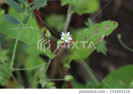 The small white flowers of the Styrax japonica bloom in the spring fields. The small white flowers of the Styrax japonica bloom in the spring fields. 141003328