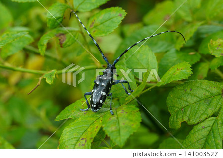 A long-horned beetle resting on a leaf A long-horned beetle resting on a leaf 141003527