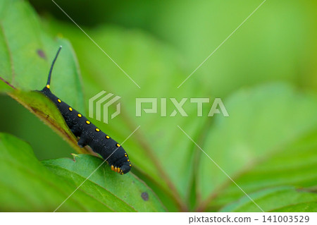 A hawk moth larva resting on a leaf. A hawk moth larva resting on a leaf. 141003529
