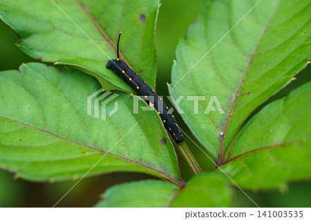 A hawk moth larva resting on a leaf. A hawk moth larva resting on a leaf. 141003535