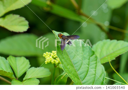 A black-winged beetle fly sucking nectar from a flower. A black-winged beetle fly sucking nectar from a flower. 141003540