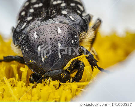 Macro Close-Up of white-spotted rose beetle Feeding on Yellow Flower Pollen Macro Close-Up of white-spotted rose beetle Feeding on Yellow Flower Pollen 141003587