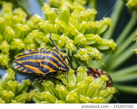 Close-Up Of minstrel Bug On Green Plant Stem Close-Up Of minstrel Bug On Green Plant Stem 141003592