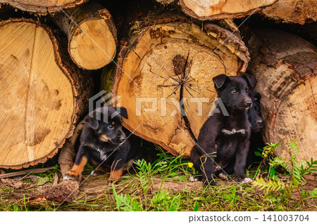 Black puppies playing near a stack of logs in a natural setting Black puppies playing near a stack of logs in a natural setting 141003704