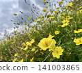 Yellow cosmos 141003865
