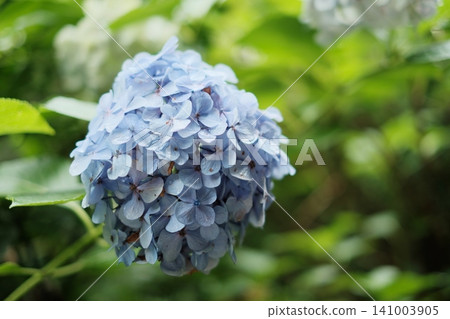 Blue hydrangea 141003905