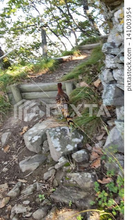 A wild male pheasant (Japanese pheasant) guiding the way along the mountain trail. A wild male pheasant (Japanese pheasant) guiding the way along the mountain trail. 141003954