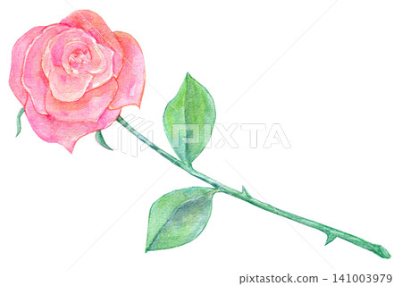 Watercolor illustration, hand-drawn illustration, a single rose Watercolor illustration, hand-drawn illustration, a single rose 141003979