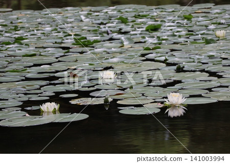 池塘水面波光粼粼,綠葉點綴其間,盛開的睡蓮花瓣潔白如雪。 池塘水面波光粼粼,綠葉點綴其間,盛開的睡蓮花瓣潔白如雪。 141003994