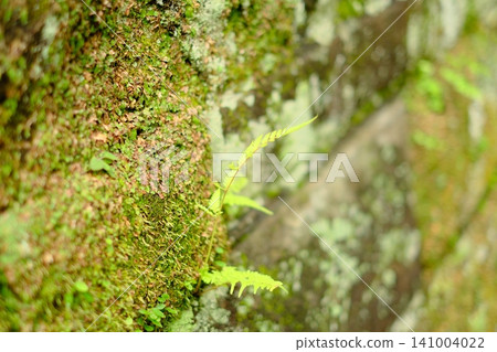 Rock with moss Rock with moss 141004022