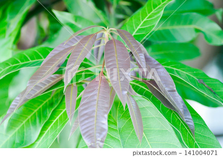 mango tree or mango leaf mango tree or mango leaf 141004071