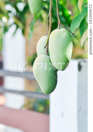 Mangifera indica L, Anacardiaceae or mango fruit on the tree Mangifera indica L, Anacardiaceae or mango fruit on the tree 141004072