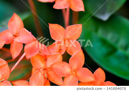 Ixora chinensis Lamk, Ixora spp or Zephyranthes or West Indian Jasmine and orange flower Ixora chinensis Lamk, Ixora spp or Zephyranthes or West Indian Jasmine and orange flower 141004078