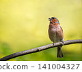Colorful male chaffinch songbird perching on tree branch with open beak and singing. Beautiful bright yellow and green blurred background with copy space. Wild nature photography in spring park 141004327