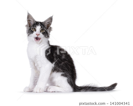 Bicolor Maine Coon on white Bicolor Maine Coon on white 141004341