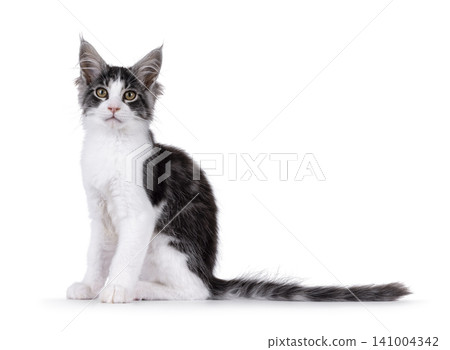 Bicolor Maine Coon on white Bicolor Maine Coon on white 141004342